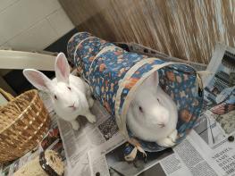 two white rabbits sitting together
