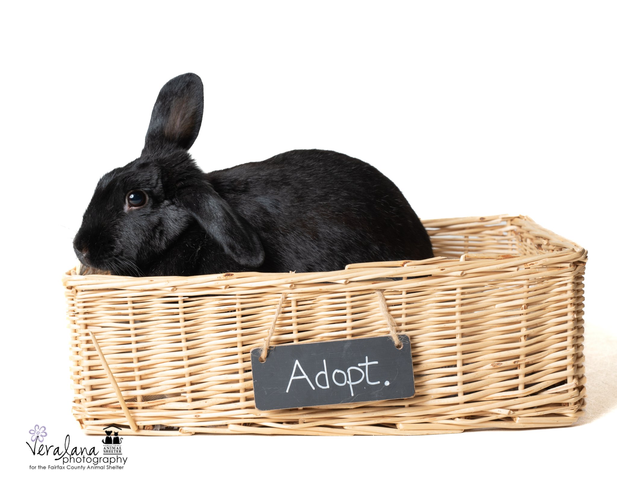 A soft black rabbit sits comfortably in a basket that has a sign reading 'adopt.'