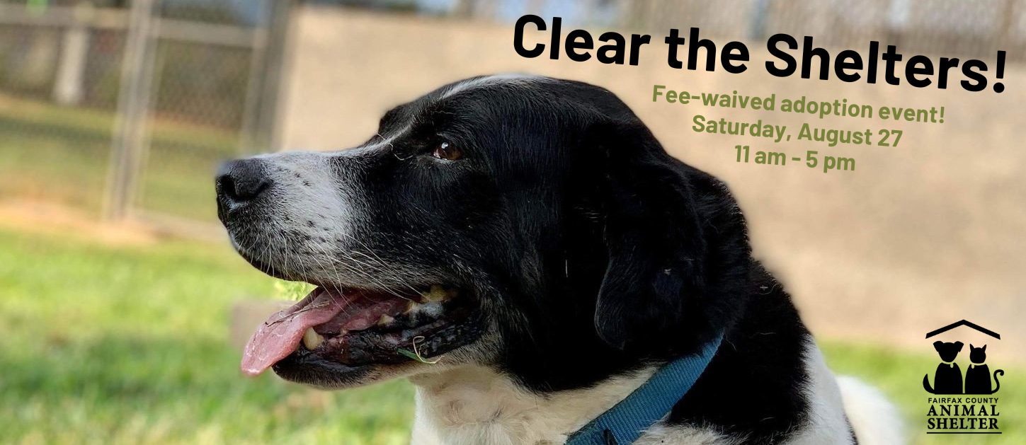 A black and white dog looks to the side, and the text reads: Clear the Shelters, August 27, 11am to 5pm, fee-waived adoptions.