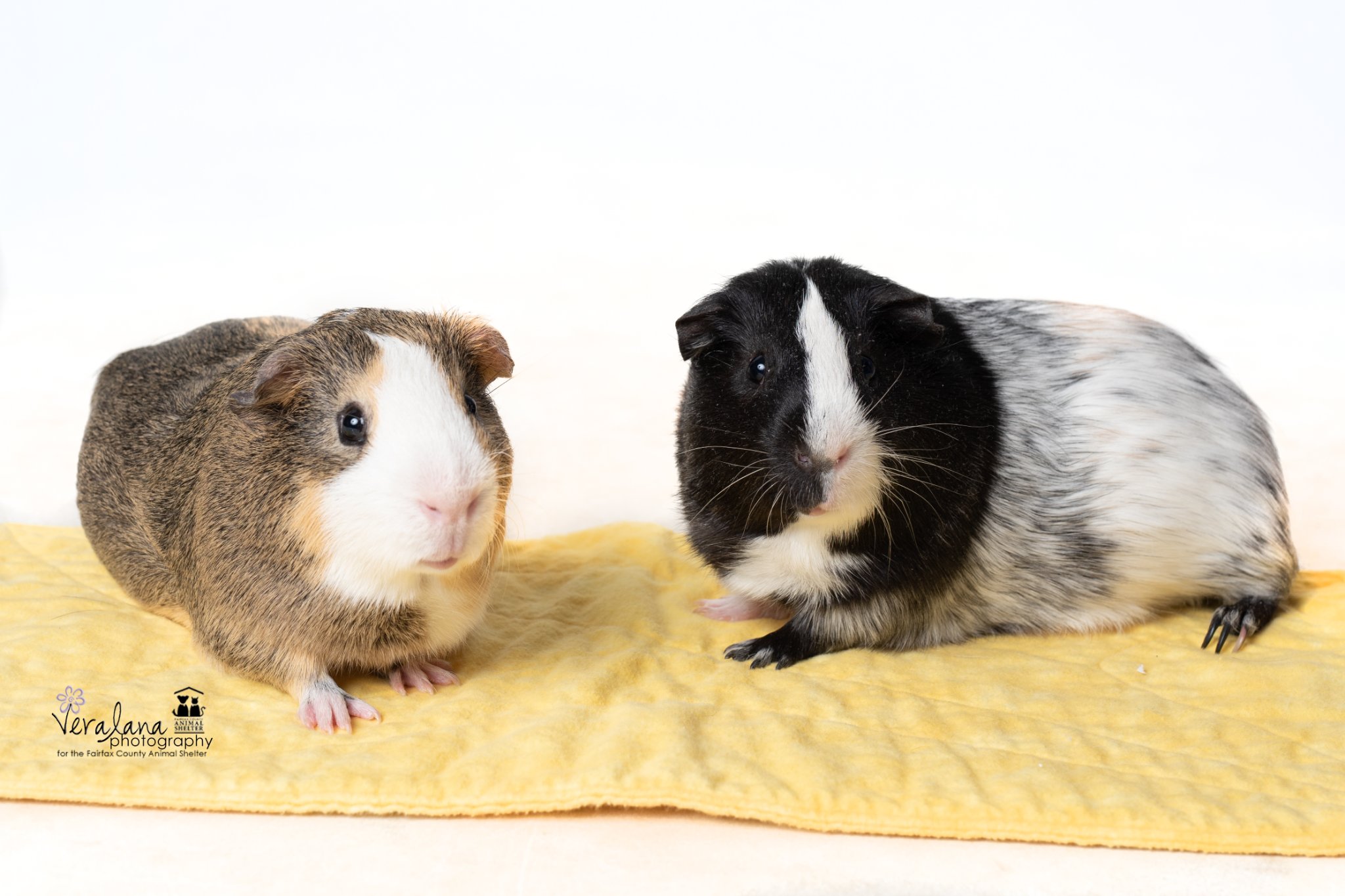 Two guinea pigs stare at the camera, hoping you'll adopt them. 