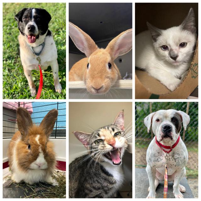 A collage of six adoptable pets.