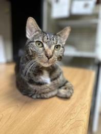 gray and brown tabby cat looking at the camera