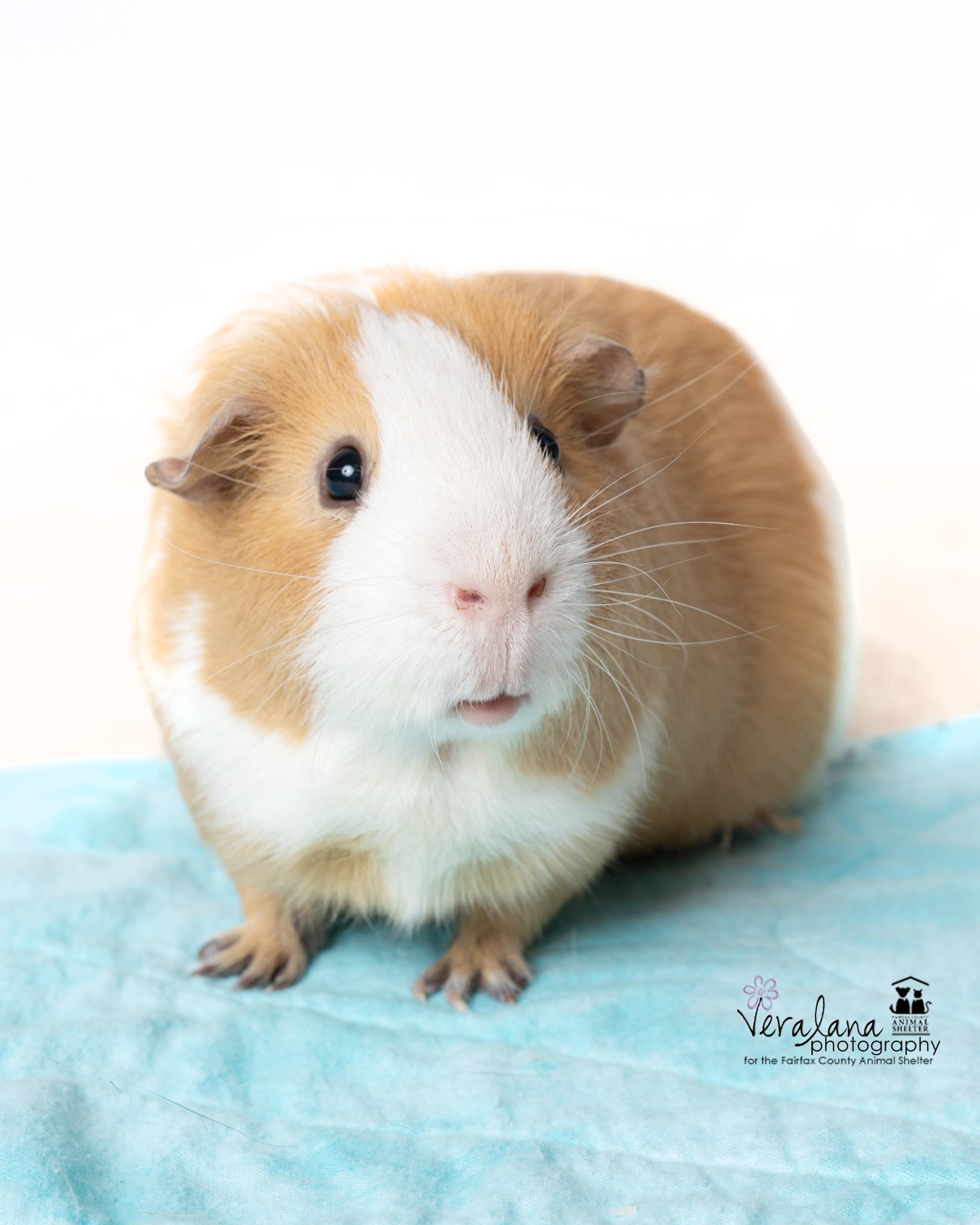 The most adorable butterscotch and white guinea pig stares lovingly at the photographer. 