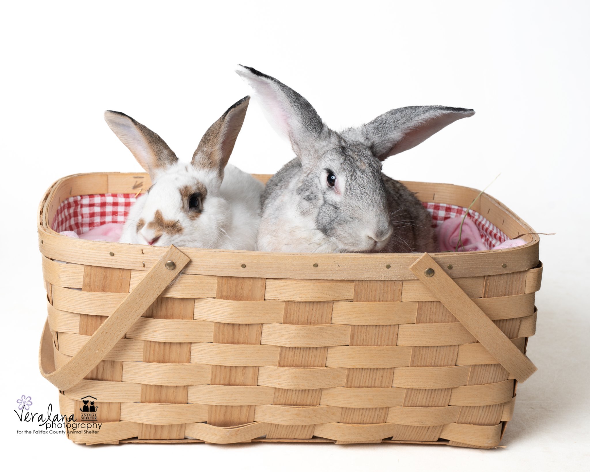 Two best friend rabbits share a basket. They look happy. 