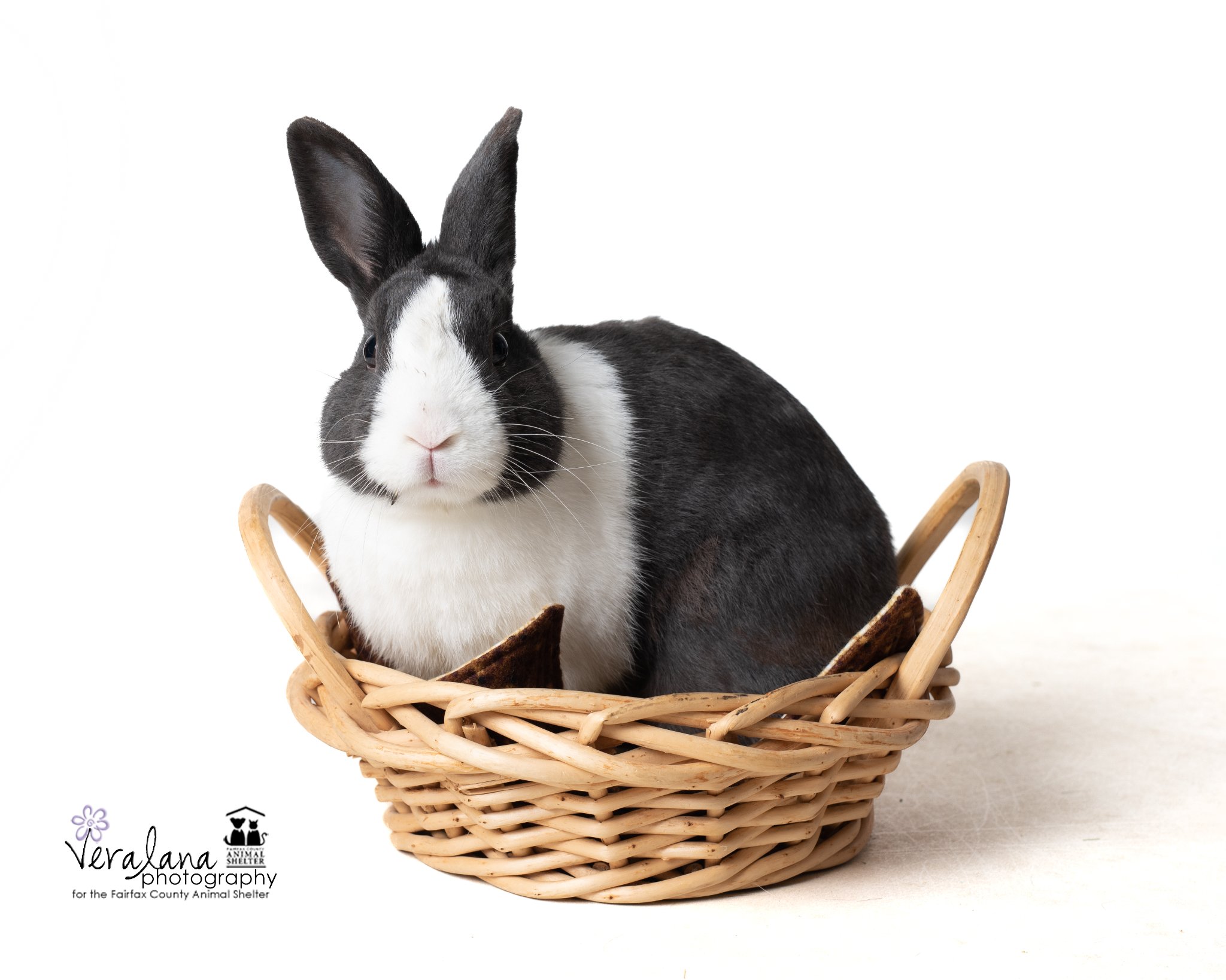 A black and white rabbit sits in a basket that's not quite big enough for him.