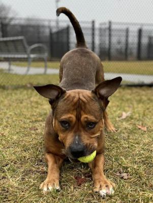 brown mixed-breed with in a play stance with a tennis ball in his mouth