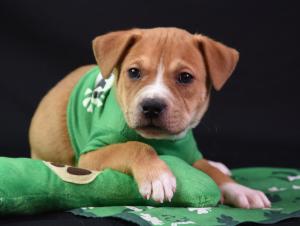 puppy in saint patrick's day setting