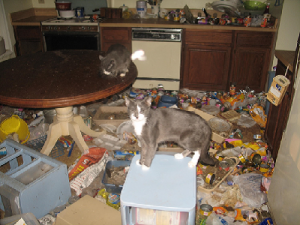 cat on table in kitchen with trash all over floor