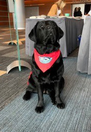 Photo of therapy dog