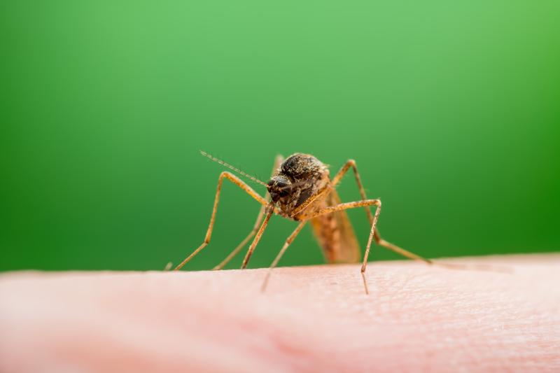 Mosquito Mosquito