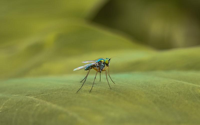 Mosquito Mosquito