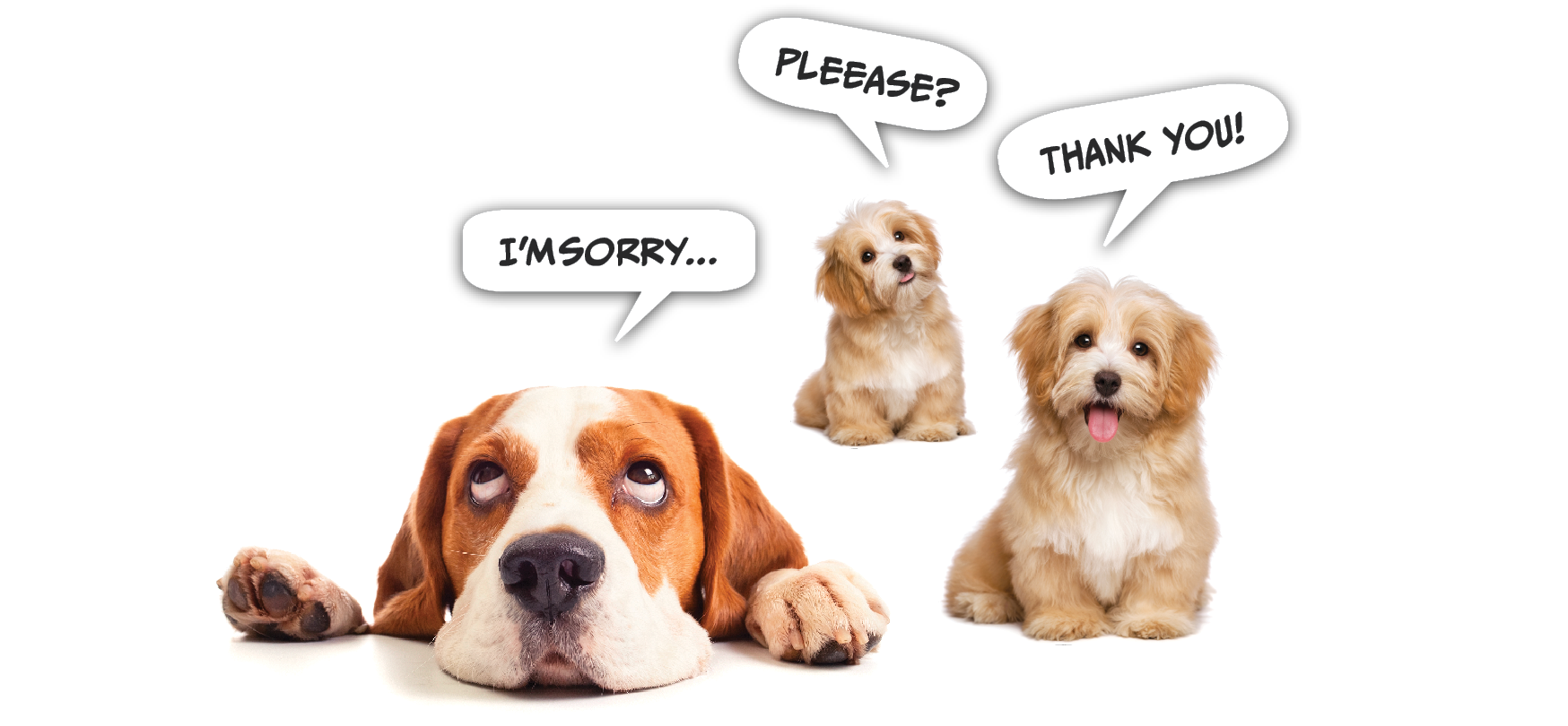 three dogs with speech bubbles saying please, thank you, and sorry
