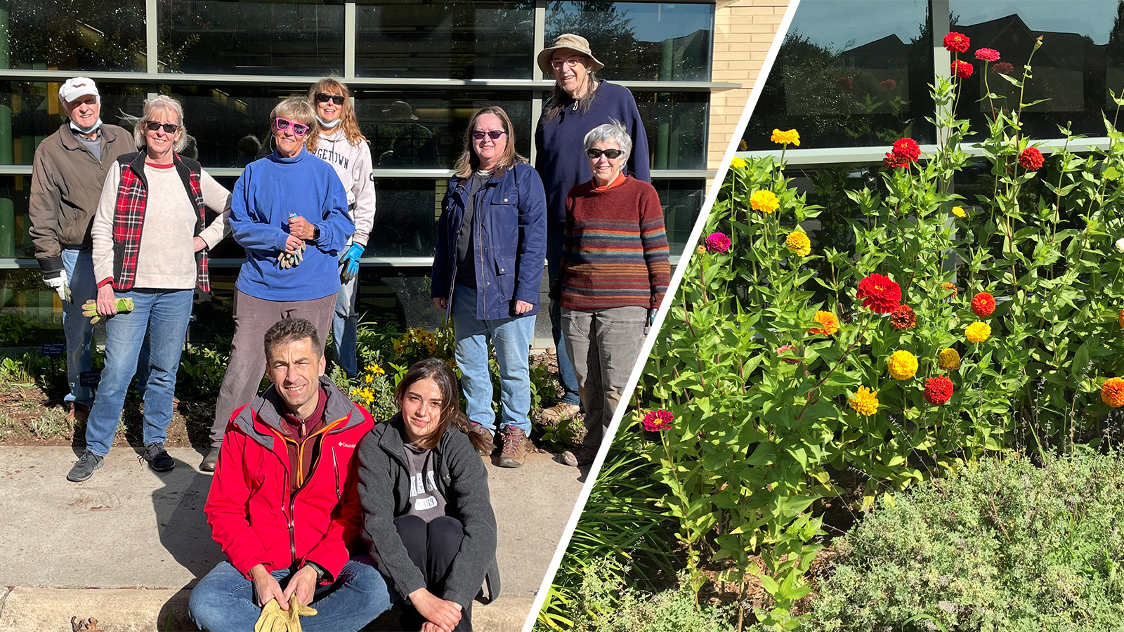 Oakton Library volunteers / photo of zinnias and other plantings