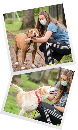 two photos of a woman in an animal shelter t-shirt kneeling next to and petting different dogs