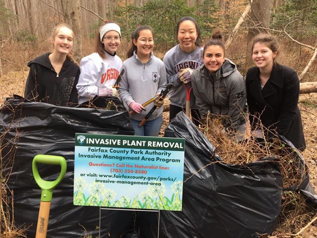 Oakton HS Students Remove Invasive Plants from Difficult Run