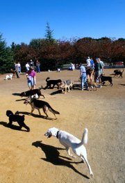 Dogs at dog park