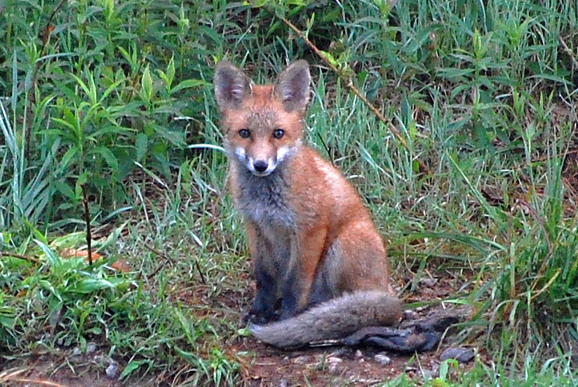 A red fox sits in a field and looks straight ahead