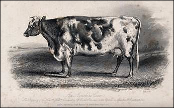 An Aryeshire cow
