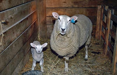 A ewe and her lambkin stand in a barn stall