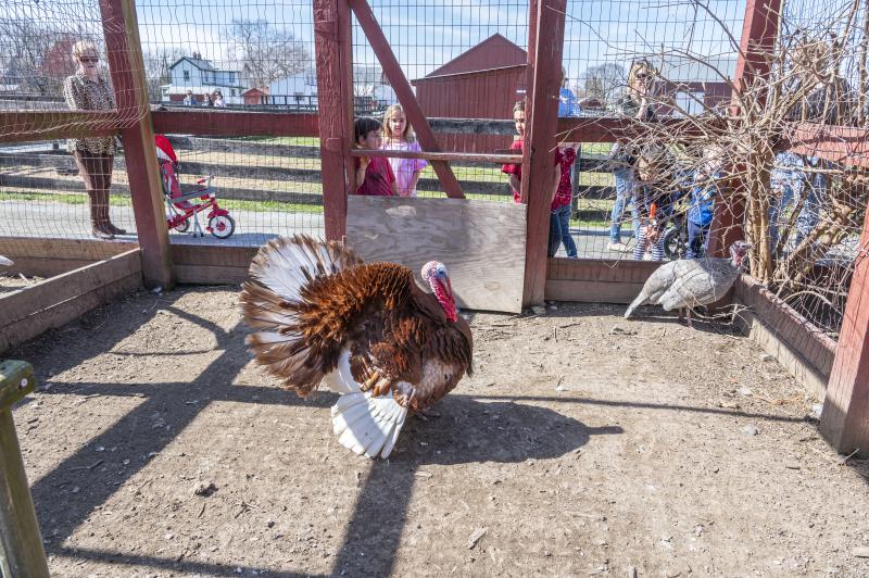 Celebrate Thanksgiving with Family and Friends at the Parks
