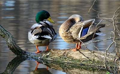 Two mallards on a log at the pond