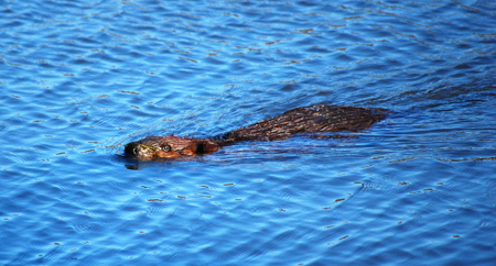 A beaver swimming in Huntsman Lake