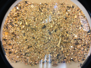 Dried Sediment Ready to be Examined