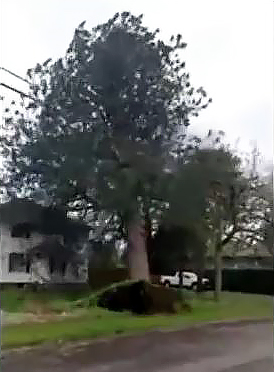 Tree falling on power lines and house