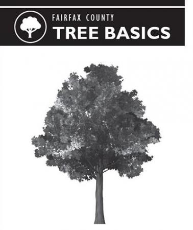 Tree Basics Outlet