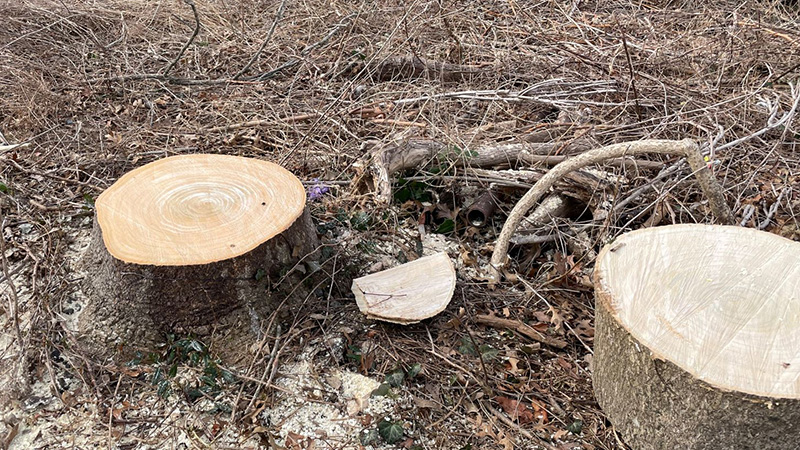 stumps of cut trees