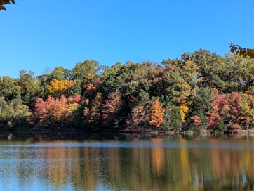 Trees at Burke Lake Park in Fairfax County, Virginia. Photo by Glenna Tinney Trees at Burke Lake Park in Fairfax County, Virginia. Photo by Glenna Tinney