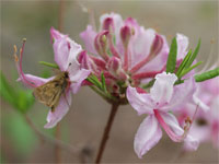 A pinxterbloom azalea is a beautiful native addition to your landscape.