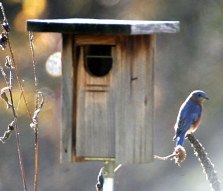 Bluebird at a bluebird box