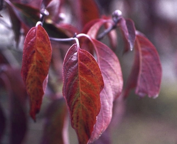Flowering dogwood leaves in the fall. Credit: The Dow Gardens Archive, Midland, MI.