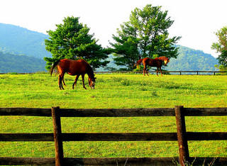Horses in Pasture Credit: Nannette Turner