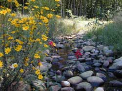 A restored stream - flowers and habitat