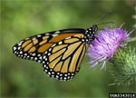 A monarch butterfly gets nectar from a thistle