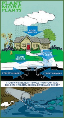 Stormwater travels from your yard to local streams, creeks, rivers and the bay