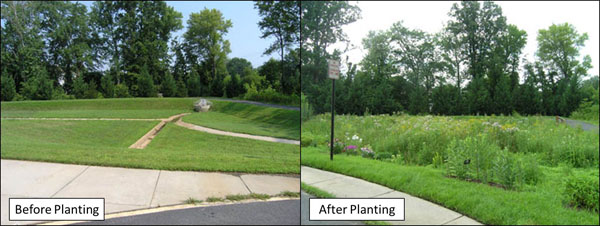 A dry pond before and after planting
