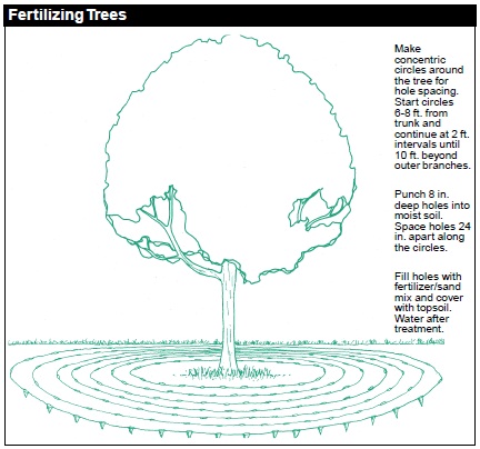 Technique for Fertilizing Trees: a) Make concentric circles around the tree for hole spacing. Start circles 6-8 ft from trunk and continue at 2 ft intervals until 10 ft beyond outer branches. b) Punch 8-in deep holes into moist soil. Space holes 24 in apart along the circles. c) Fill holes with fertilizer/sand mix and cover with topsoil. Water after treatment.