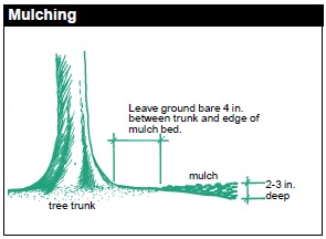 Mulching is a good technique that helps you to maintain the quality of your soil, preventing erosion and reducing weeds. Leave ground bare 4 in between trunk and mulch bed. Mulch bed should be 2-3 in deep.
