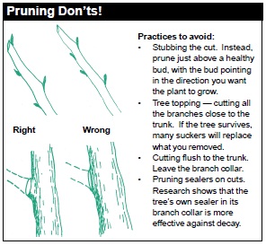 Pruning DON'Ts: a) Stubbing the cut. Instead, prune just above a healthy bud, with the bud pointing in the direction you want the plant to grow. b) Tree topping (cutting all the branches close to the trunk). If the tree survives, many suckers will replace what you removed. c) Cutting flush to the trunk. d) Pruning sealers on cuts. Research shows that the tree's own sealer in its branch collar is more effective against decay.