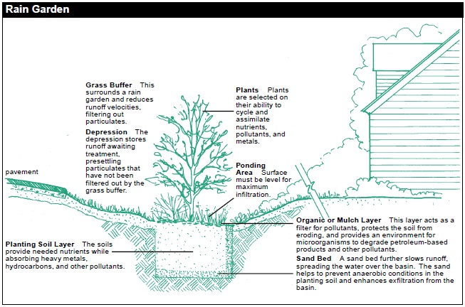 RAIN GARDEN, components from top to bottom. Plants: Plants are selected on their ability to cycle and assimilate nutrients, pollutants, and metals. Grass buffer: This surrounds a rain garden and reduces runoff velocities, filtering out particulates. Depression: The depression stores runoff awaiting treatment, presettling particulates that have not been filtered out by the grass buffer. Ponding Area: Surface must be level for maximum infiltration. Organic or Mulch Layer: This layer acts as a filter for pollutants, protects the soil from eroding, and provides an environment for microorganisms to degrade petroleum-based products and other pollutants. Planting Soil Layer: The soils provide needed nutrients while absorbing heavy metals, hydrocarbons, and other pollutants. Sand Bed: A sand bed further slows runoff, spreading the water over the basin. The sand helps to prevent anaerobic conditions in the planting soil and enhances exfiltration from the basin.