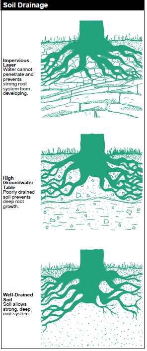 Soil Drainage is described by how well the soil handles water on the surface. Impervious Layer: Water cannot penetrate and prevents strong root system from developing. High Groundwater Table: Poorly drained soil prevents deep root growth. Well-Drained Soil: Soil allows strong, deep root system.