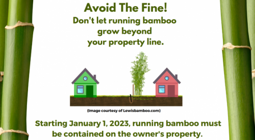 bamboo flyer