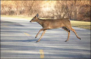 deer crossing road