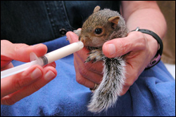 nursing squirrel