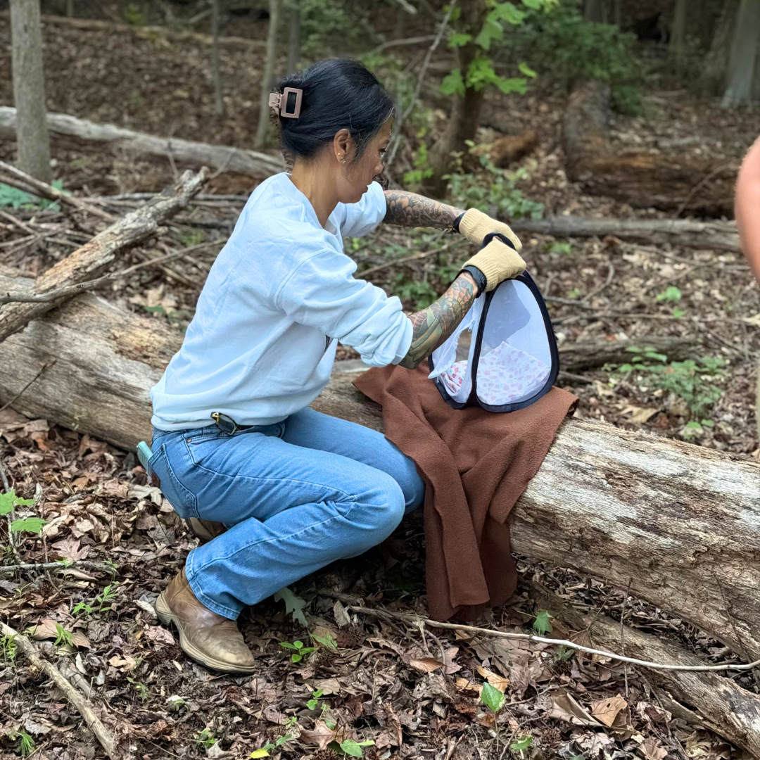 Conservationist retrieving bats from carrier