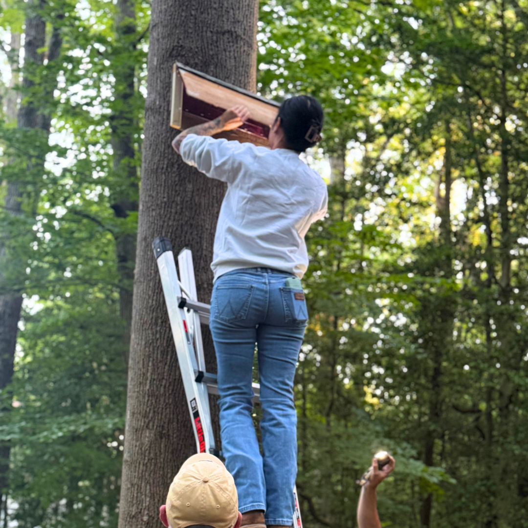 Conservationist placing bats into temporary housing