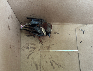 Bird in cardboard box, covered in residue from glue trap.